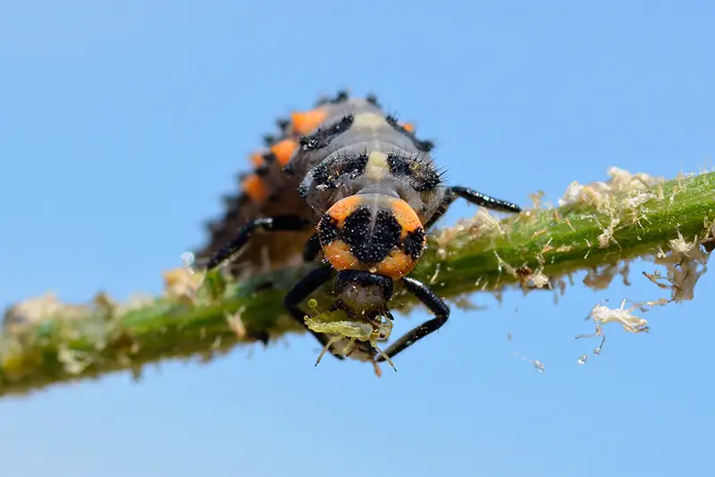 Un primer plano de un insecto depredador festejando con pulgones en una rama con cielo azul en el fondo.