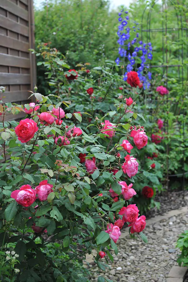 Una imagen vertical de las rosas 'Benjamin Britten' que crecen junto a un camino de grava junto a una valla de madera.