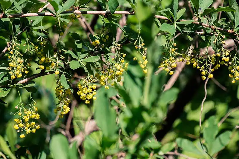 Una imagen horizontal de primer plano de flores de agracejo amarillo brillante que crecen en el jardín fotografiadas bajo el sol brillante sobre un fondo de enfoque suave.