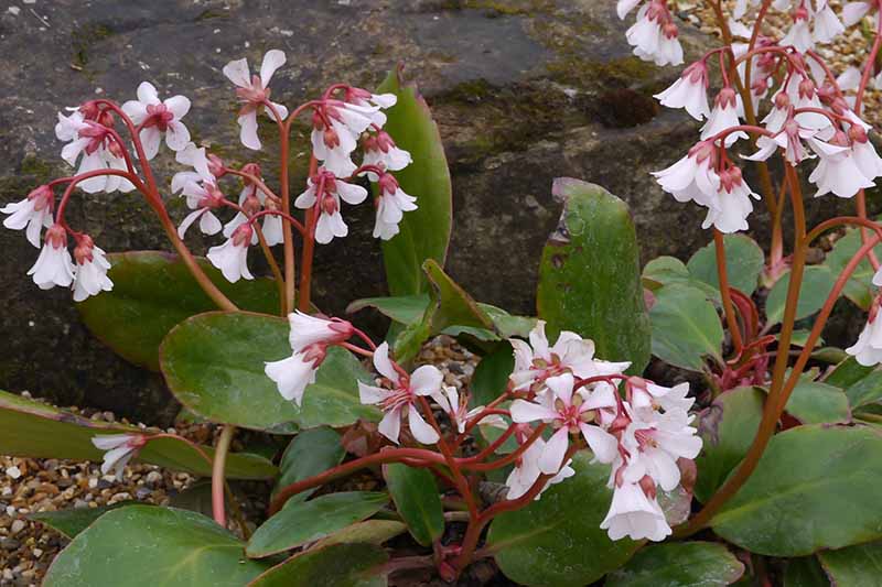 Una imagen horizontal de primer plano de las flores blancas con tallos rojos de Bergenia emeiensis que crecen en el jardín.