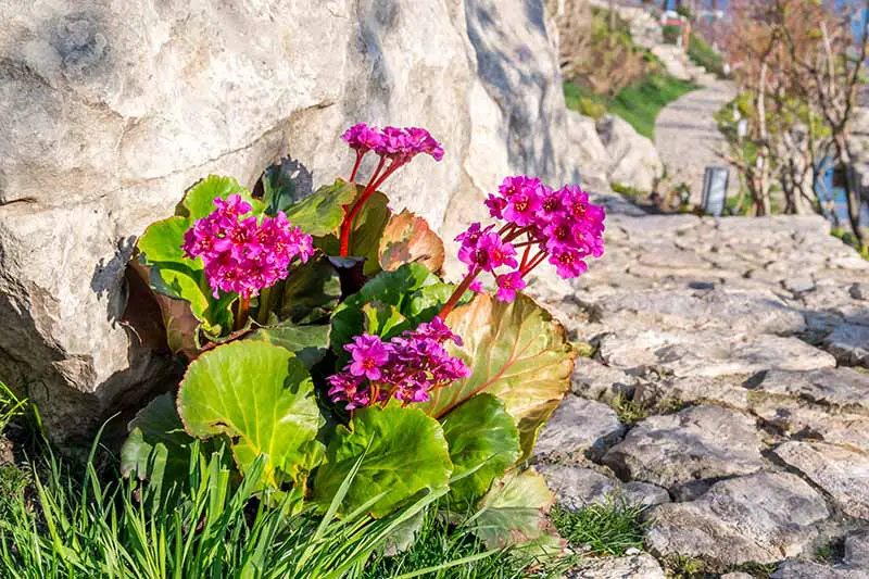 Una imagen horizontal de primer plano de las flores de bergenia que crecen junto a un camino costero rocoso fotografiado bajo el sol brillante.