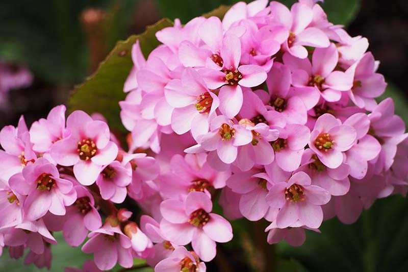 Una imagen horizontal de primer plano de las flores de color rosa claro de Bergenia stracheyi en un fondo de enfoque suave.