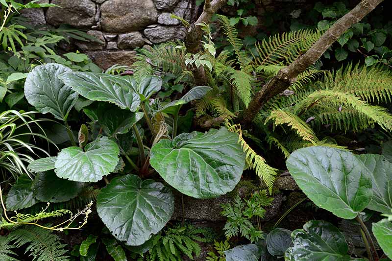 Una imagen horizontal de primer plano del follaje de Bergenia ciliata que crece en un lugar sombreado en el jardín rodeado de helechos con un muro de piedra en el fondo.