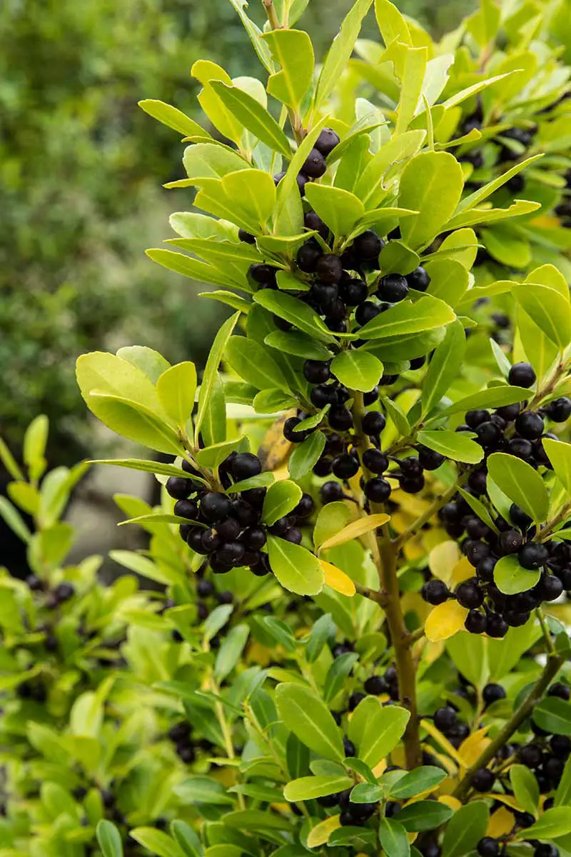 Una imagen vertical de cerca de las bayas negras que crecen en un arbusto de acebo japonés.