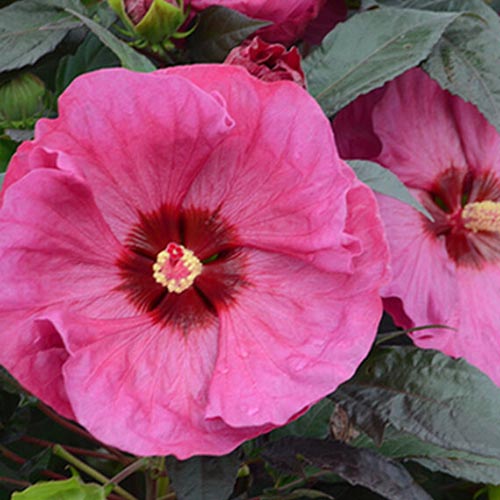 Un primer plano de la flor de la planta de hibisco 'Berry Awesome', con grandes pétalos rosados ​​ligeramente ondulados con un ojo central rojo, rodeado de follaje verde oscuro.