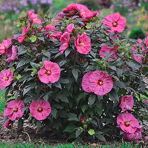 Un primer plano de la variedad 'Berry Awesome' de H. moscheutos que crece en el jardín, con flores de color rosa oscuro, cada una con un ojo central rojo prominente.