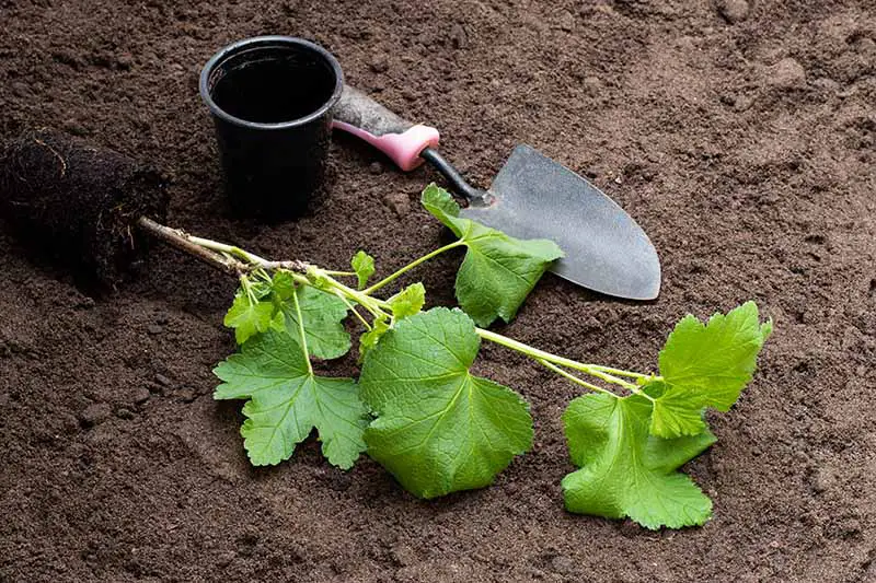 Un primer plano de una plántula lista para plantar, con un cepellón aún intacto.  Detrás hay una maceta negra y una pequeña paleta de jardín, sobre un fondo de rico suelo marrón oscuro.