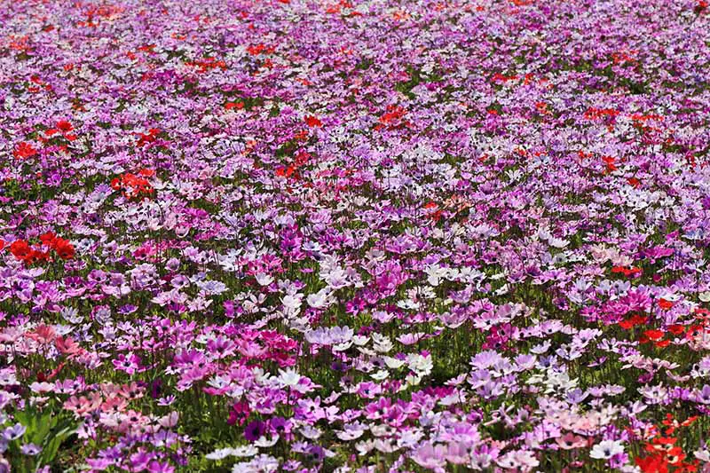 Una imagen horizontal de cerca de flores de anémona de diferentes colores en una plantación masiva en un prado, fotografiada bajo un sol brillante.