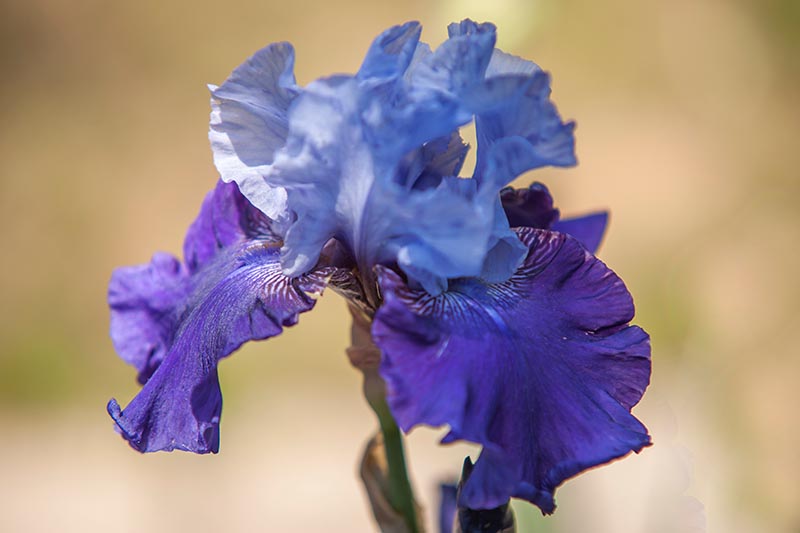 Una imagen horizontal de primer plano de una flor azul 'Best Bet' representada en un fondo de enfoque suave.