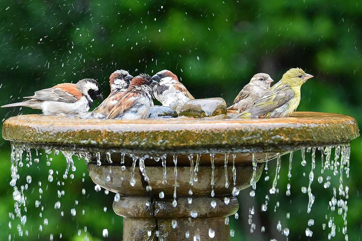 Una imagen horizontal de primer plano de un grupo de pájaros en un baño de pájaros representado en un fondo de enfoque suave.