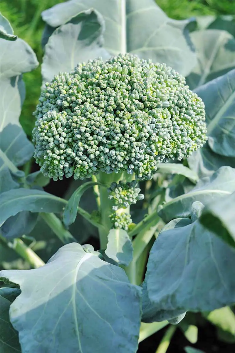 Una pequeña cabeza de brócoli crece en una planta con grandes hojas de color verde azulado en el jardín.