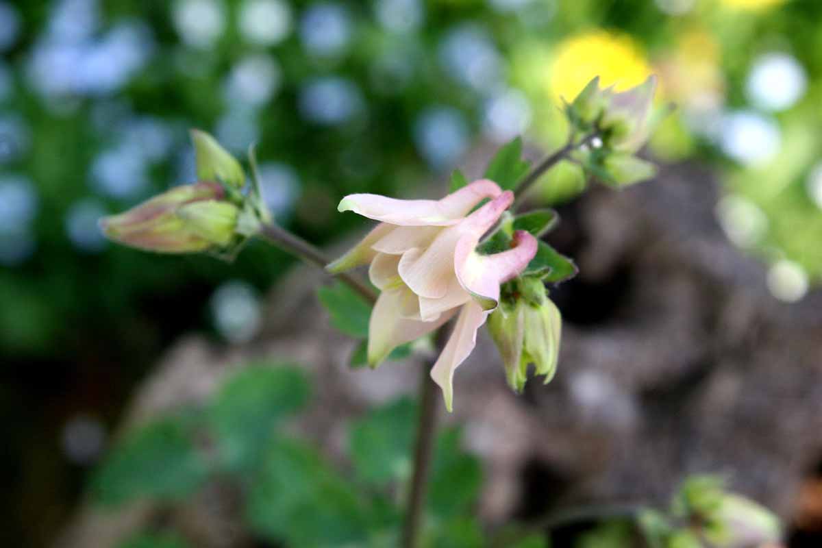 Una imagen horizontal de primer plano de una fragante flor columbine representada en un fondo de enfoque suave.