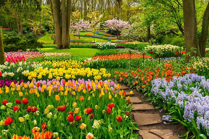 Una imagen horizontal de los bordes de un jardín formal plantados con una variedad de bulbos de flores de primavera de diferentes colores, en plena floración, con un camino que serpentea a través de ellos debajo de los árboles.