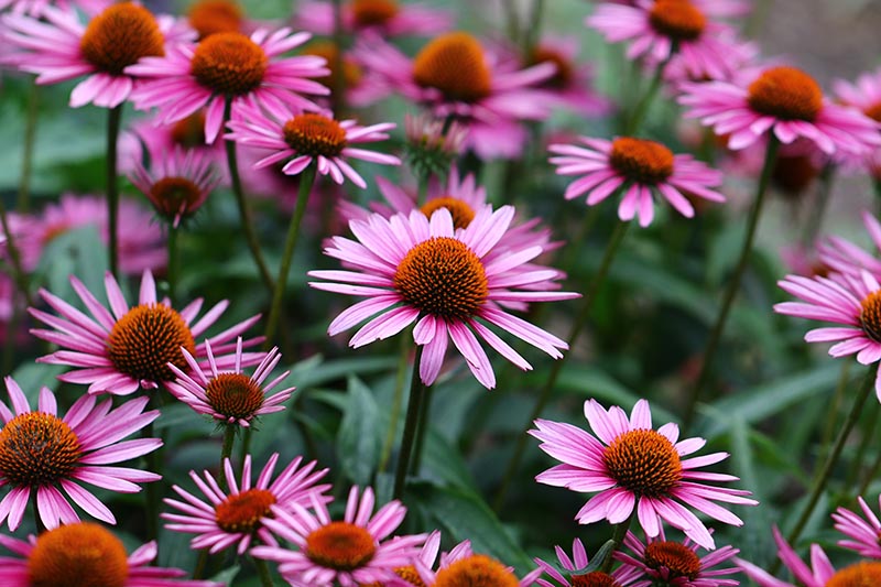 Un primer plano de coneflowers de color rosa brillante que crecen en el jardín, representado en un fondo de enfoque suave.