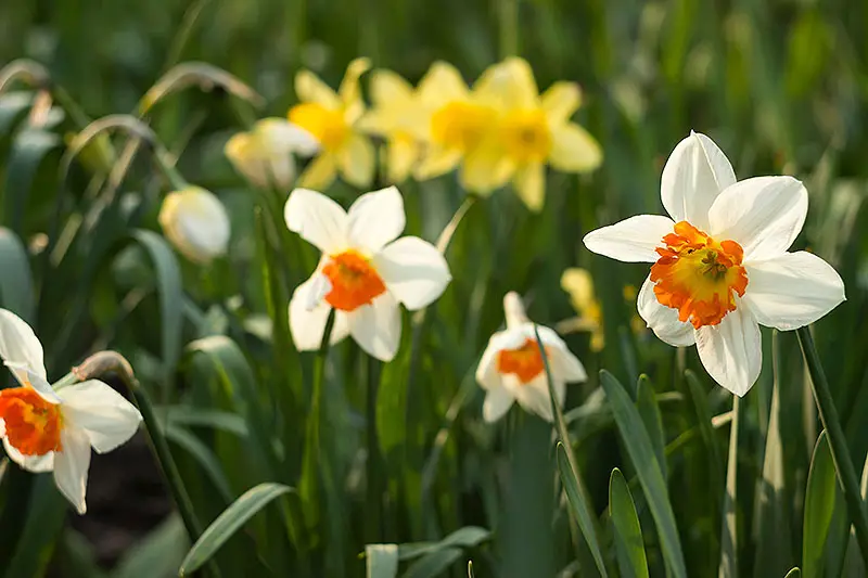 Una imagen horizontal de primer plano de narcisos blancos con centros anaranjados que crecen en el jardín rodeados de follaje con flores amarillas en un enfoque suave en el fondo, fotografiado a la luz del sol.