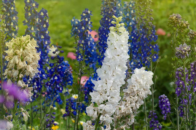Una imagen horizontal de primer plano de flores blancas, azules y moradas que crecen en el jardín, representada en un fondo verde de enfoque suave.