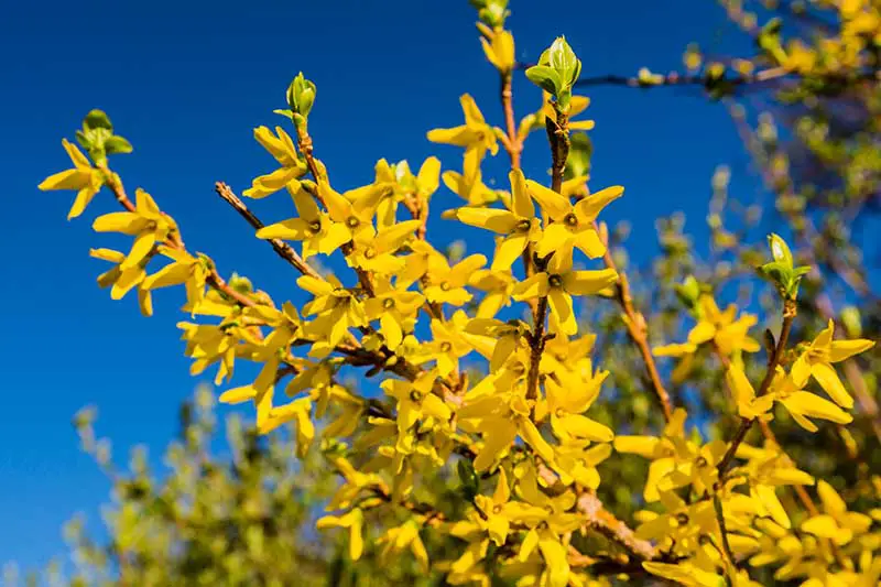 Una imagen horizontal de primer plano de las flores amarillas brillantes de la forsythia que florece en primavera representada bajo el sol brillante sobre un fondo de cielo azul.
