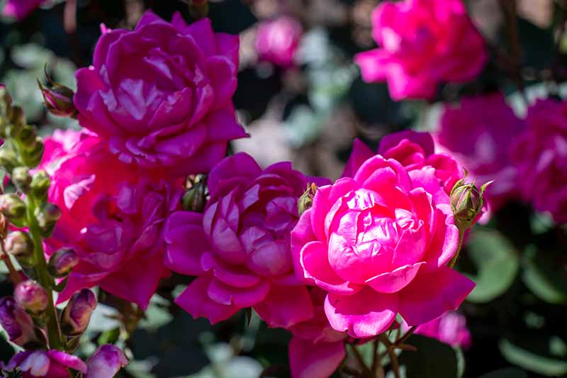 Una imagen horizontal de primer plano de rosas Knock Out rosas dobles que crecen en el jardín representadas bajo el sol brillante sobre un fondo de enfoque suave.