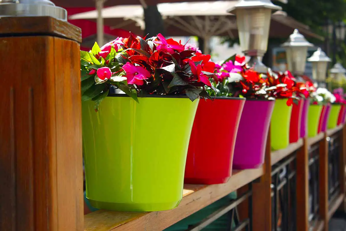 Una imagen horizontal de cerca de una fila de macetas de plástico con flores de colores que crecen en ellas.