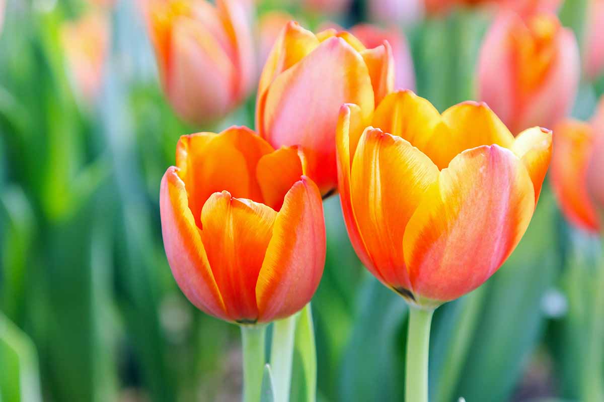 Una imagen horizontal de primer plano de tulipanes bicolores de color naranja brillante y amarillo que crecen en el jardín en un fondo de enfoque suave.