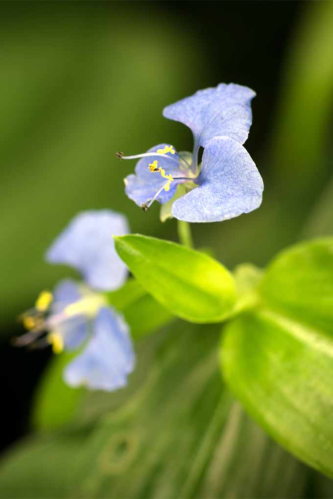 ¿Qué flores azules deberías plantar en tu jardín?  Hemos escogido 11, como esta hermosa flor diurna de Virginia.  Échales un vistazo aquí: 