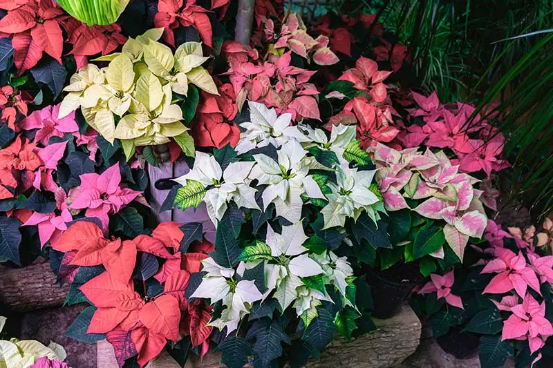 Una imagen horizontal de primer plano de una variedad de plantas de poinsettia de diferentes colores que crecen en macetas representadas en un fondo de enfoque suave.