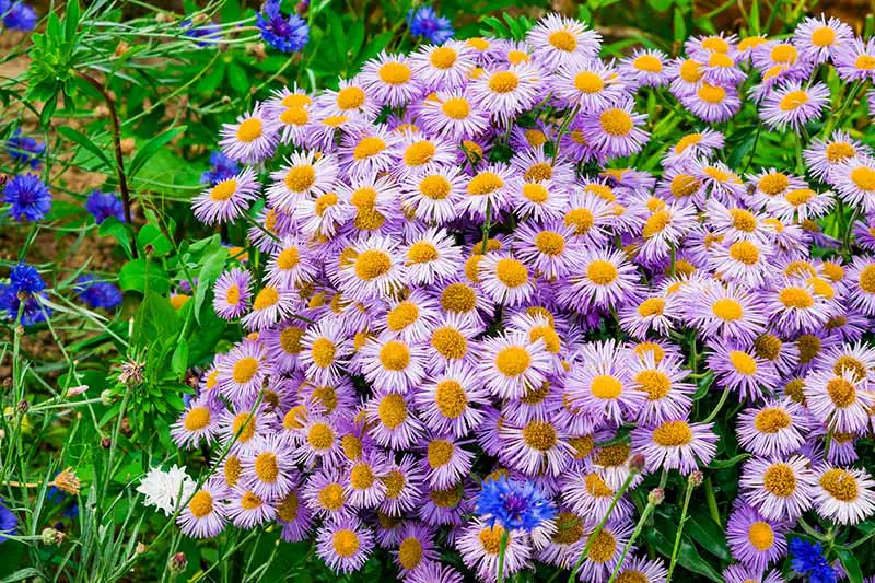 Una gran franja de encantadoras flores moradas parecidas a margaritas que crecen en el jardín con pequeñas flores azules a la izquierda del marco.