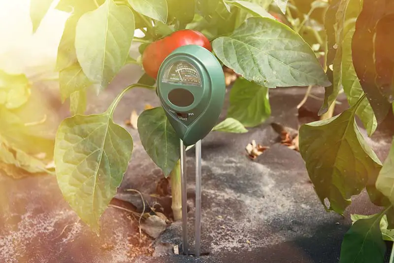 Una imagen horizontal de primer plano de un medidor de humedad del suelo colocado en el suelo junto a una planta de tomate representada en un fondo de enfoque suave a la luz del sol.