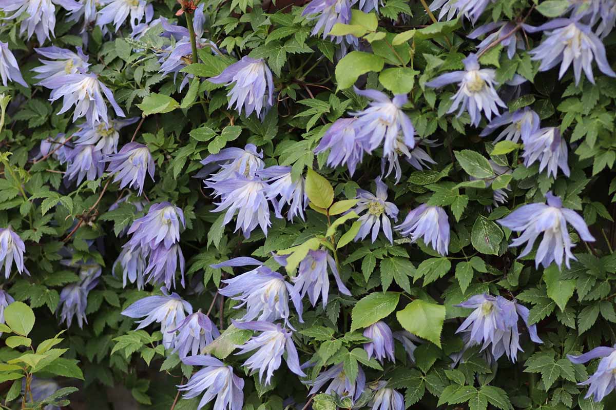 Una imagen horizontal de primer plano de las flores de color azul claro de la clemátide 'Maidwell Hall' que crece en el jardín.