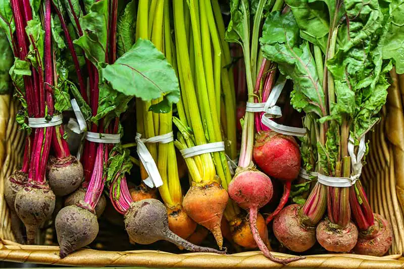 Una imagen horizontal de cerca de una cesta de mimbre con racimos de remolachas de diferentes colores en un mercado de agricultores.