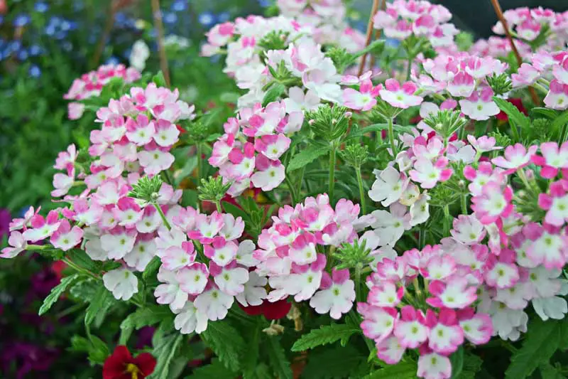 Flores de verbena bicolor rosas y blancas