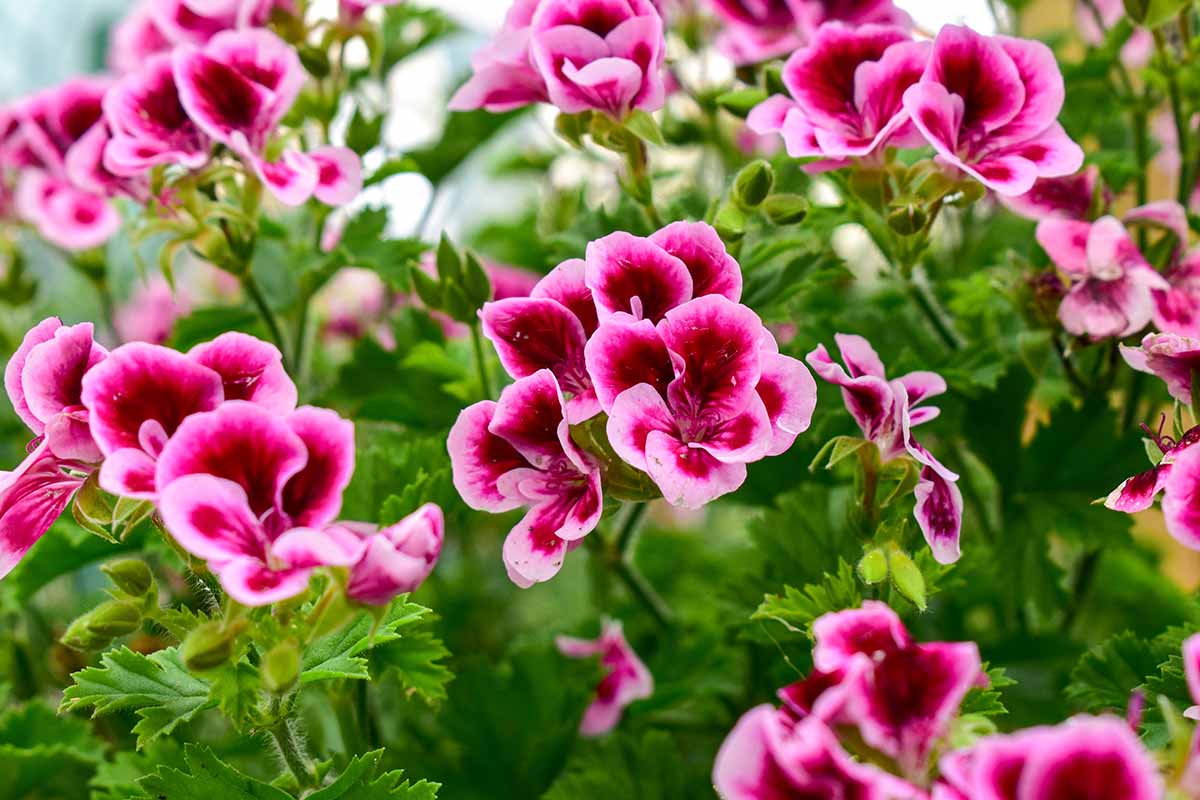 Un primer plano de flores de geranio rosa (Pelargonium) que crecen en el jardín.