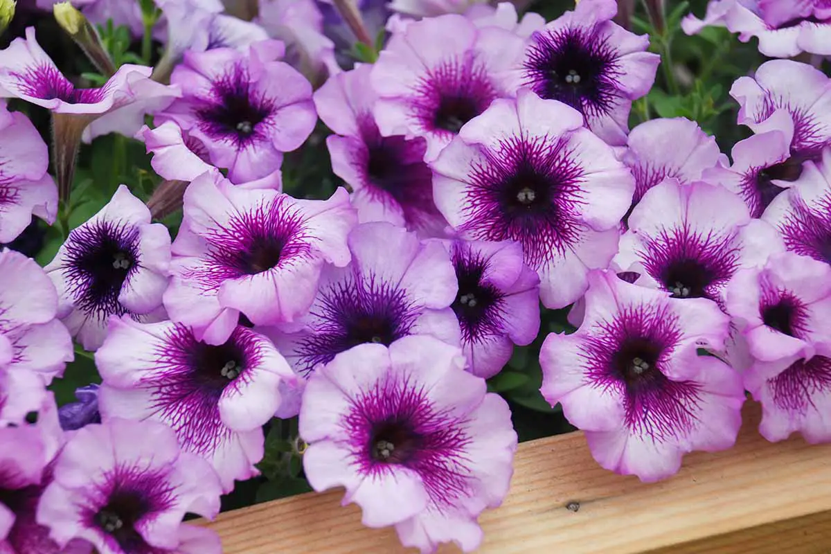 Una imagen horizontal de primer plano de petunias violetas claras y oscuras que crecen en una sembradora de madera.