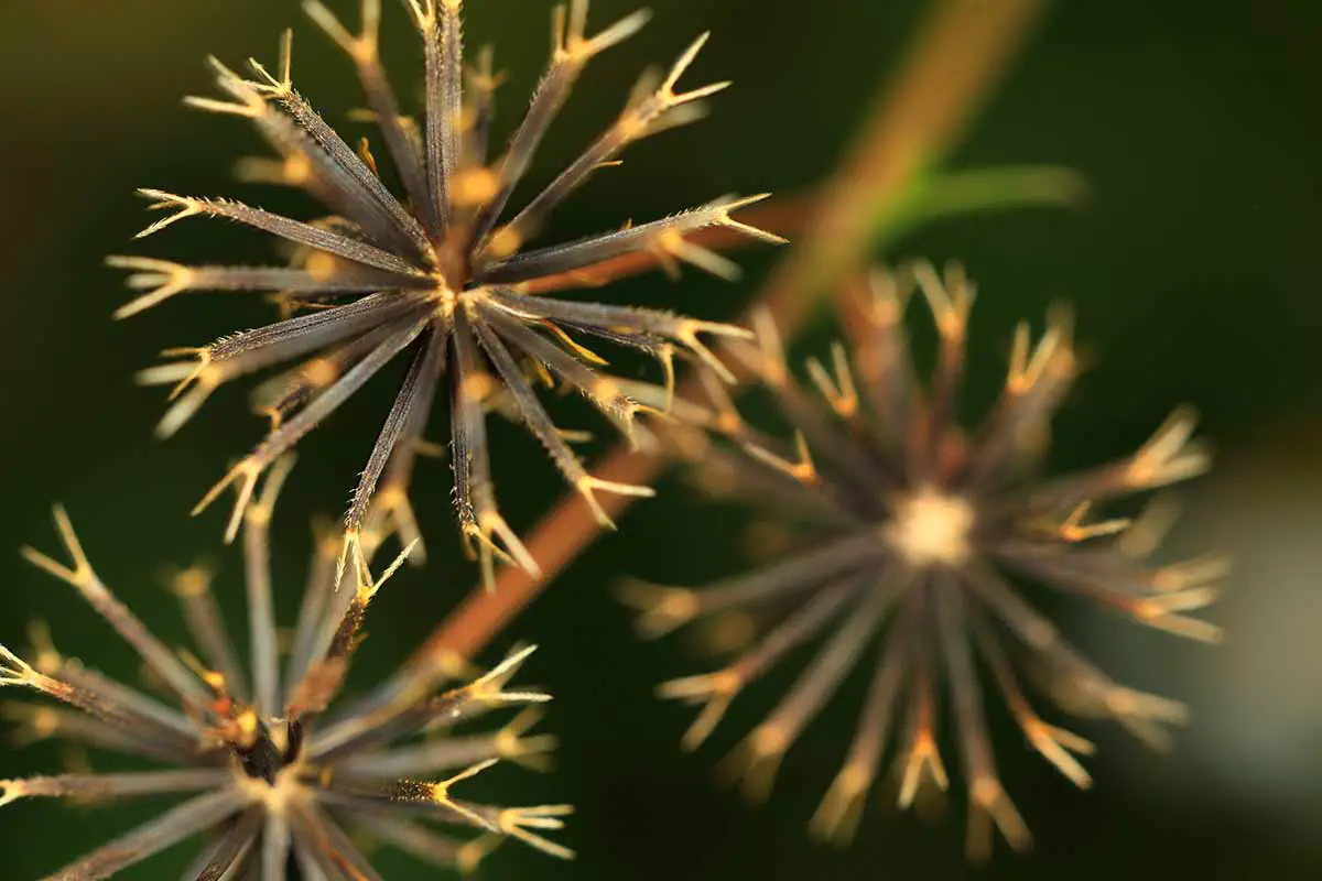 Una imagen horizontal de primer plano de las cabezas de semillas de girasoles tickseed representadas en un fondo de enfoque suave.