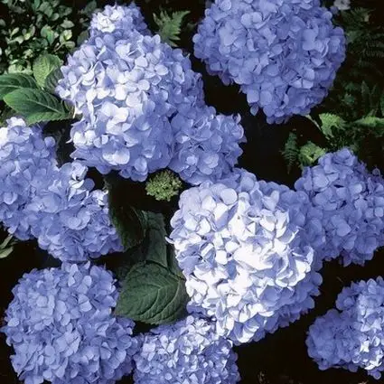 Una imagen cuadrada de primer plano de las flores azules brillantes de 'Big Daddy' Hydrangea que crece en el jardín fotografiado con luz solar filtrada.