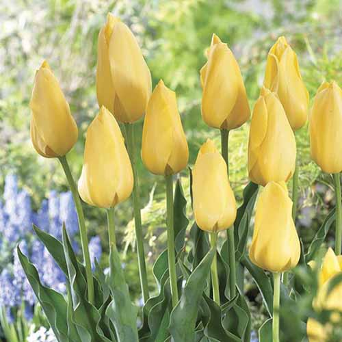 Una imagen cuadrada de tulipanes amarillos 'Big Smile' que crecen en el jardín de primavera, con flores azules en un enfoque suave en el fondo.