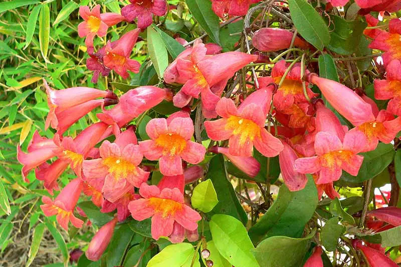 Un primer plano de las flores rojas en forma de trompeta de la vid Bignonia capreolata que crece en el jardín a la luz del sol.