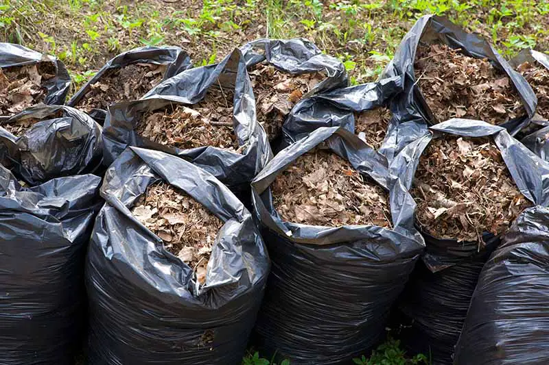 Una imagen horizontal de primer plano de dos filas de sacos de plástico negro llenos de hojas de otoño recogidas para el compostaje.
