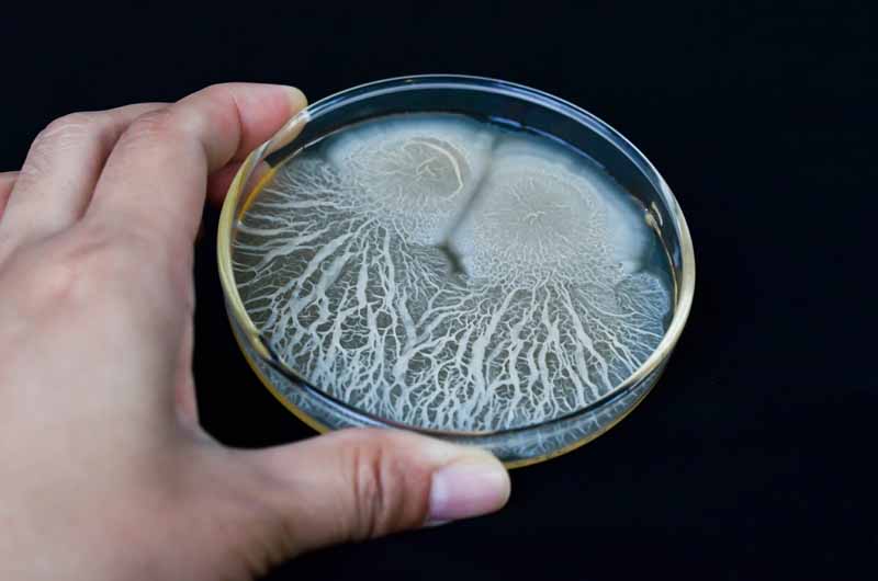 Biofungicida Bacillus subtilis cultivado en placa petri.  Una mano humana sujeta el plato a la cámara.  Fondo negro.