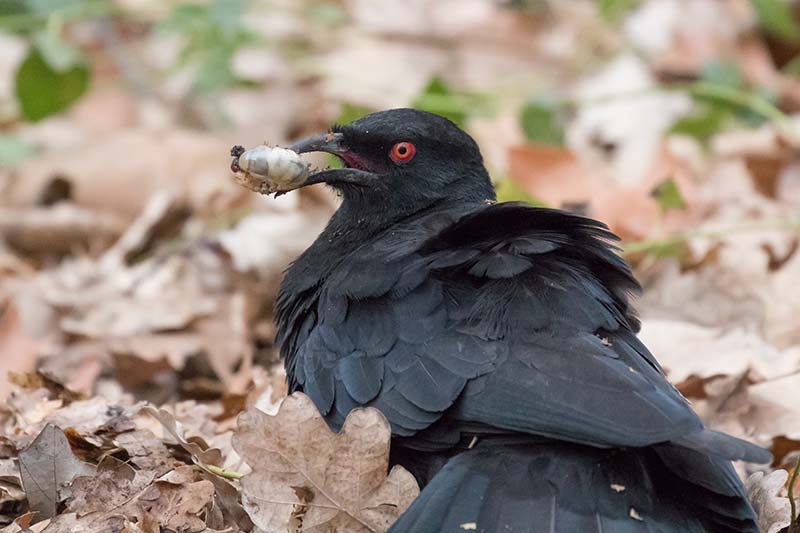 Una imagen horizontal de primer plano de un pájaro negro sosteniendo una larva en la boca con hojas caídas en un enfoque suave en el fondo.