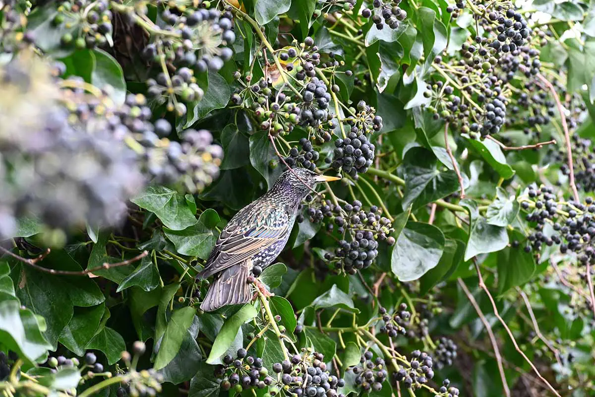 Una imagen horizontal de cerca de un pájaro alimentándose de arándanos maduros en el jardín.
