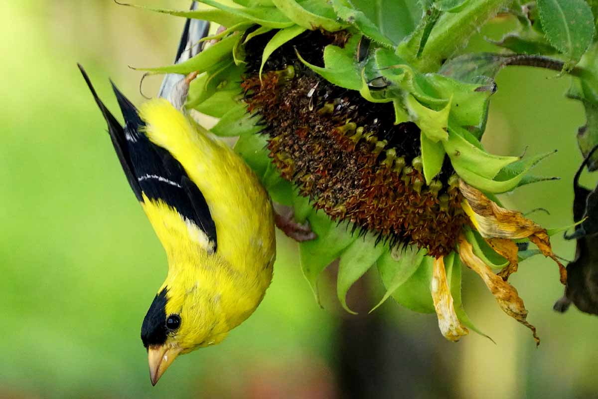 Una imagen horizontal de primer plano de un pájaro amarillo y negro alimentándose de un girasol representado en un fondo de enfoque suave.