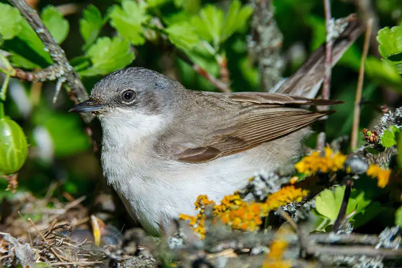 Un primer plano de un pequeño pájaro alimentándose de grosellas maduras en el jardín.