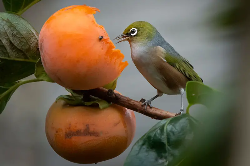 Una imagen horizontal de cerca de un pájaro alimentándose de una fruta madura de Diospyros virginiana representada en un fondo de enfoque suave.