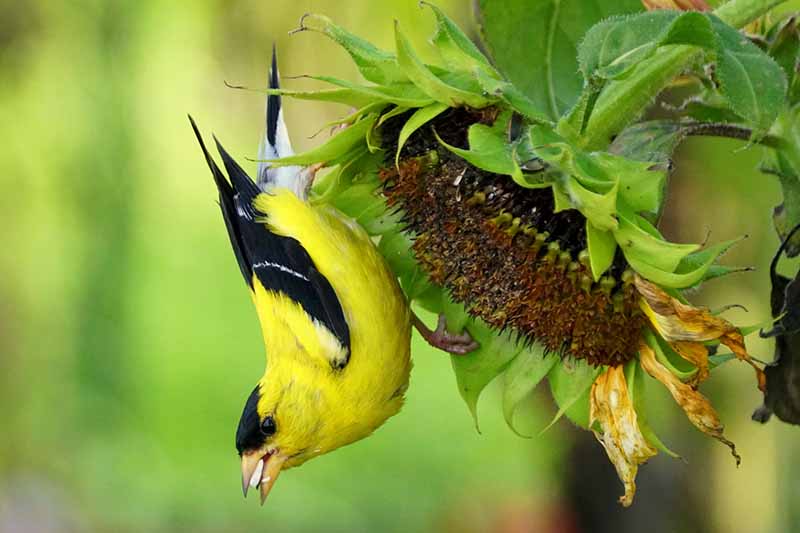 Una imagen horizontal de cerca de un pájaro alimentándose de semillas de girasol en un fondo de enfoque suave.