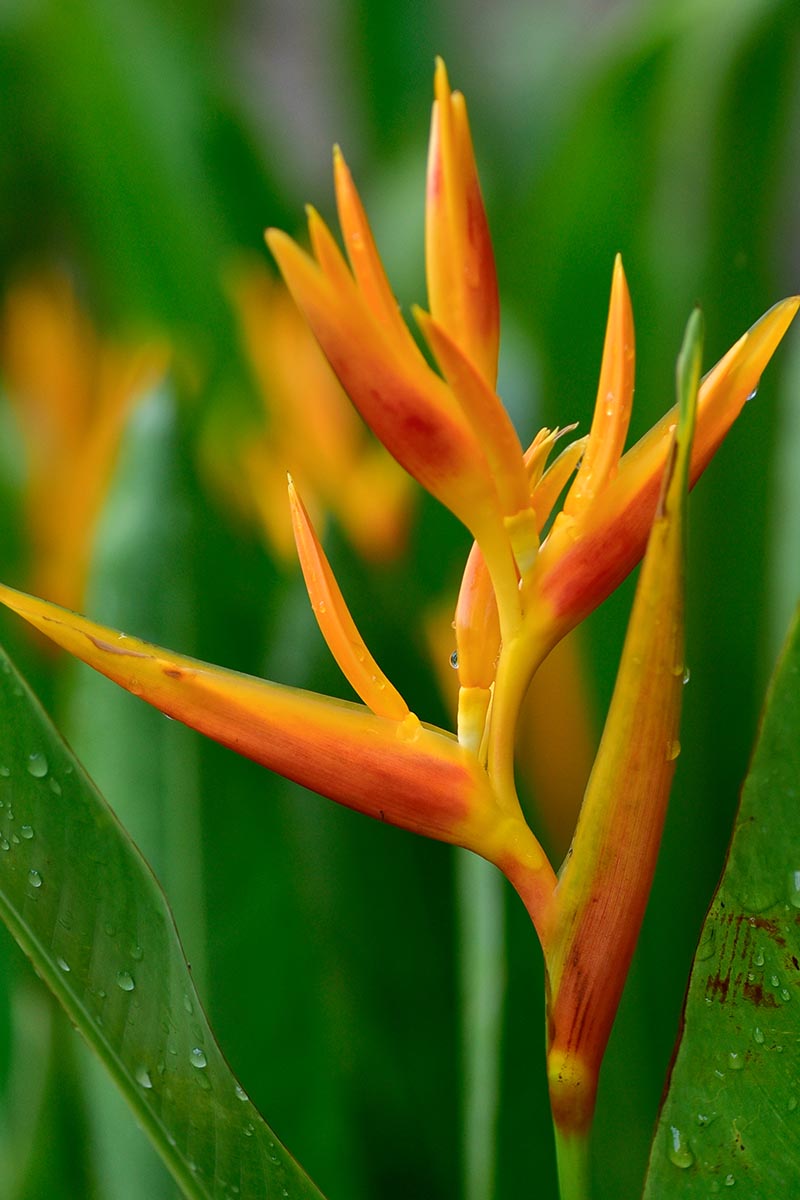 Una imagen vertical de cerca de una flor de ave del paraíso naranja que comienza a florecer con follaje en un enfoque suave en el fondo.