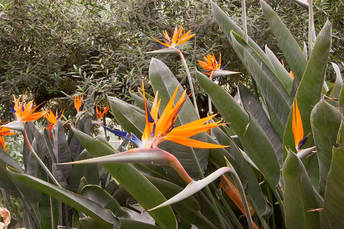 Una imagen horizontal de plantas de Strelitzia reginae en plena floración que crecen en un borde de jardín.