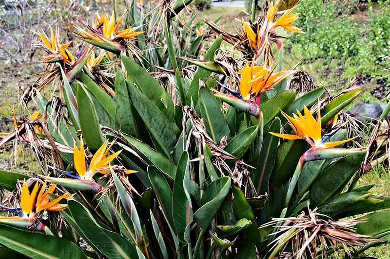 Un primer plano de un grupo de Strelitzia reginae que crece en el jardín con flores naranjas y azules en un fondo de enfoque suave.