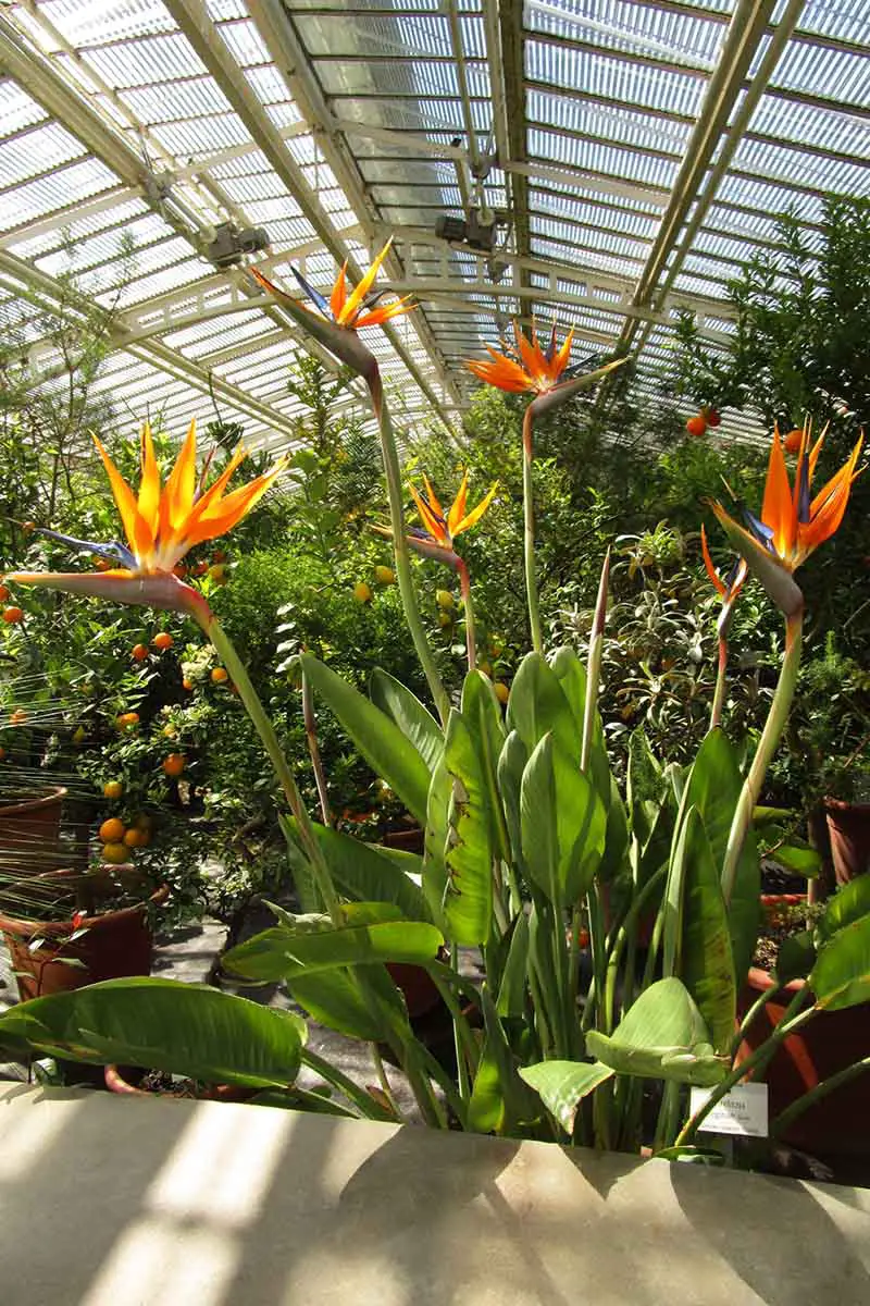 Una imagen vertical de cerca de una planta de Strelizia reginae que crece en un gran invernadero con arbustos y flores en el fondo con un enfoque suave.