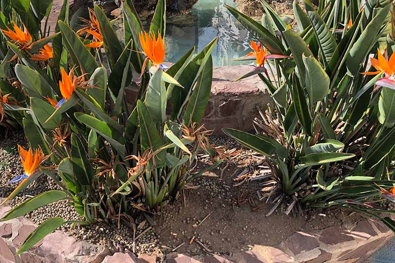 Una imagen horizontal de cerca de las plantas de ave del paraíso que crecen en un borde soleado en el jardín, con un estanque en el fondo, fotografiado con un sol brillante.